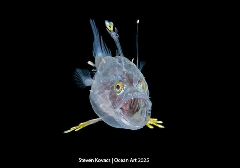 Tired fish - Steven Kovacs