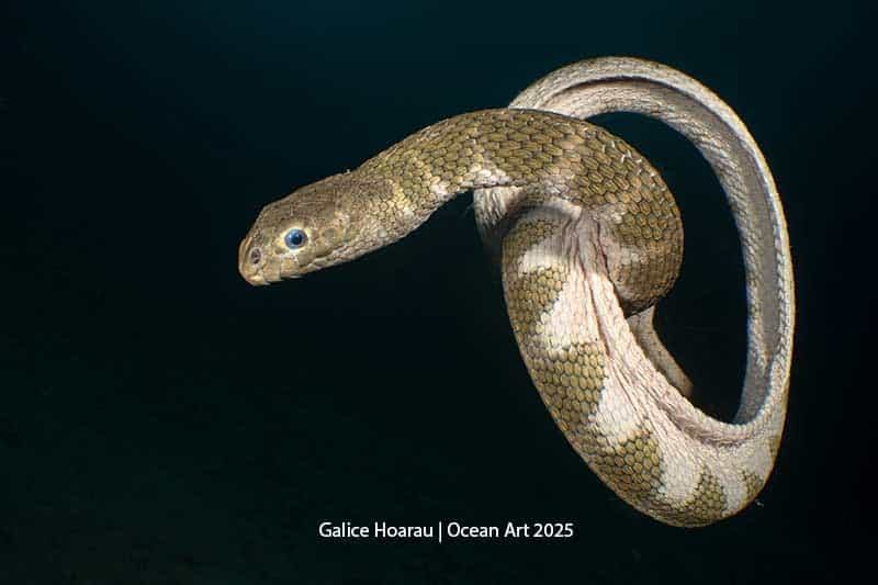 Sea Snake Knot - Galice Hoarau