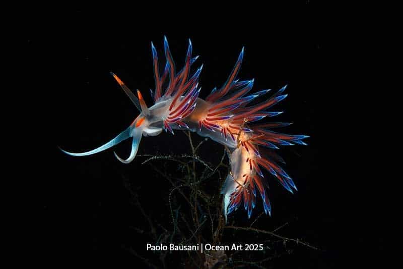 True Colors - Paolo Bausani