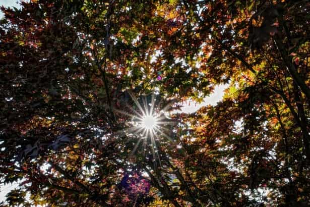 Đối với chụp ảnh Sunstar, ống kính của máy ảnh này không thực sự mang lại hiệu ứng tốt, các tia sáng không đạt được độ phân tách rõ ràng