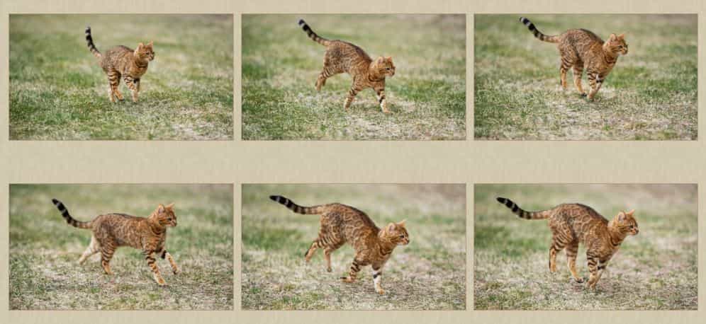 Review Sony 50-150mm F/2 GM: Khả năng lấy nét khi chụp ảnh tĩnh