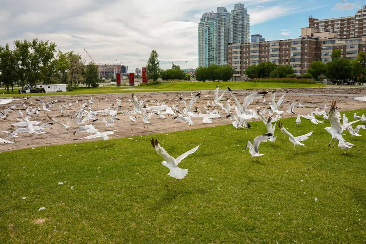 Đánh giá Sony RX1R III: Khả năng quay video