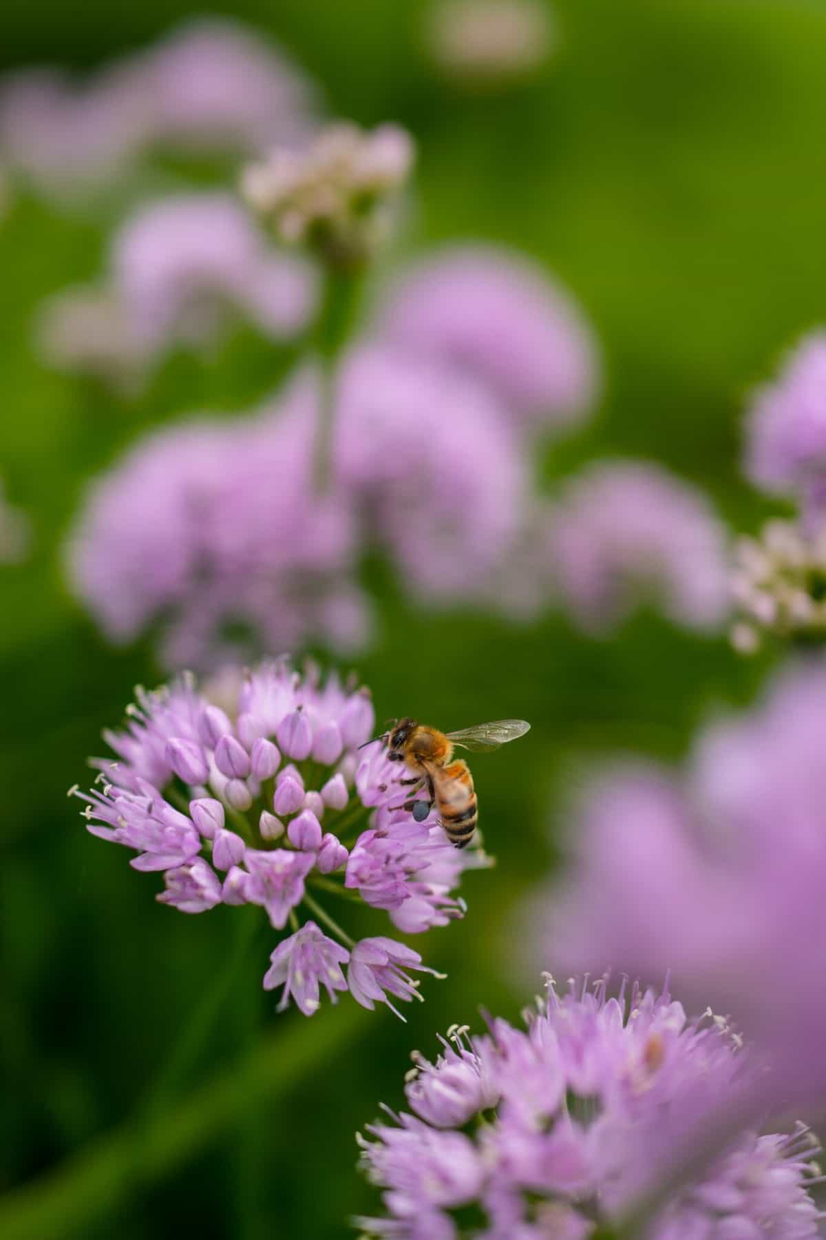 RX1R III sở hữu chế độ macro, cho phép chụp các chủ thế với độ chi tiết cao
