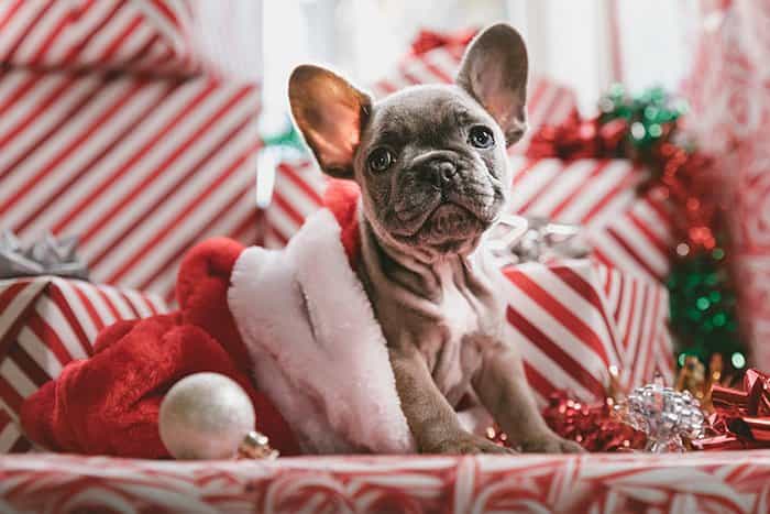 ý tưởng chụp thú cưng trong chụp ảnh giáng sinh