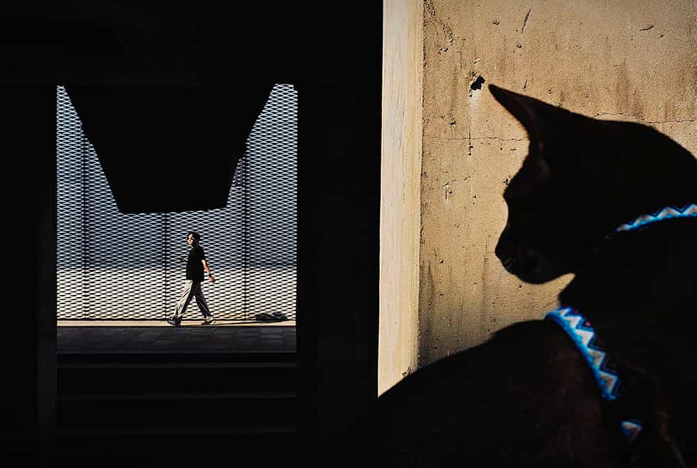  A Gazing Cat - Yajun Hu
