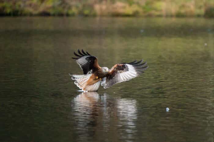 Tốc độ chụp liên tục của Sony A9 III 120  khung hình/giây