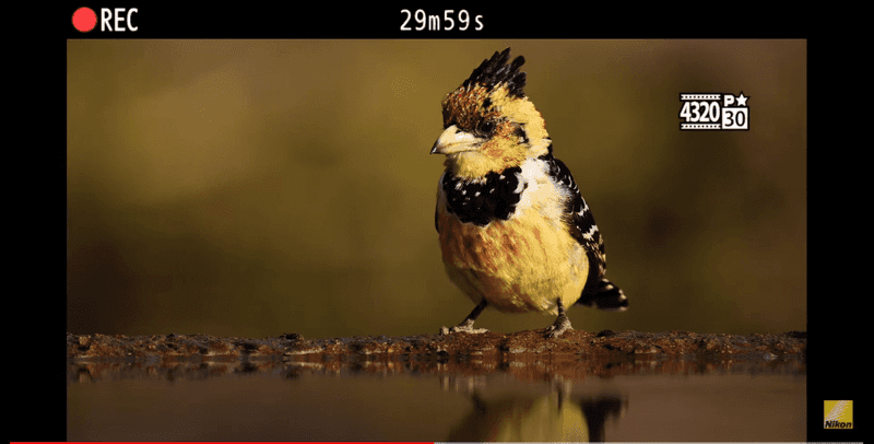 Máy ảnh Nikon Z9 có thể có khả năng quay video 8K không giới hạn