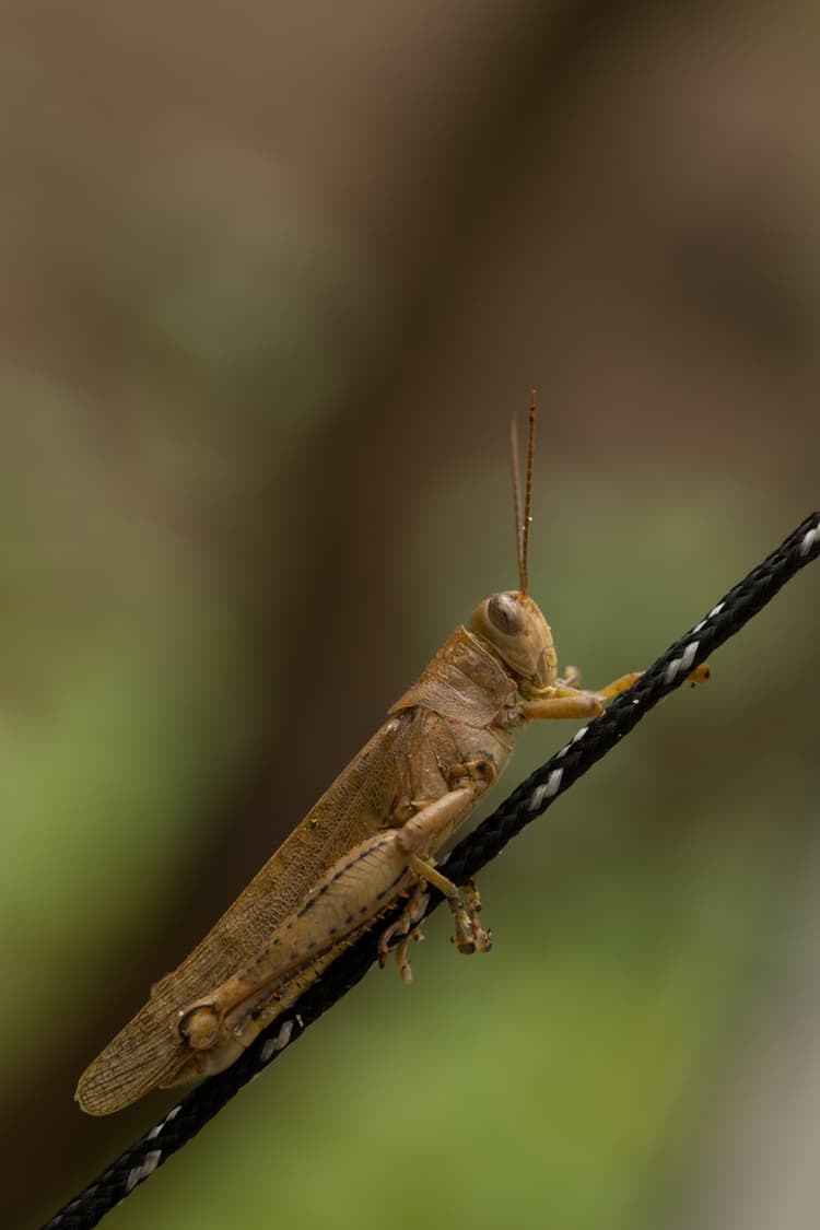 Khả năng lấy nét của Canon 5D Mark II