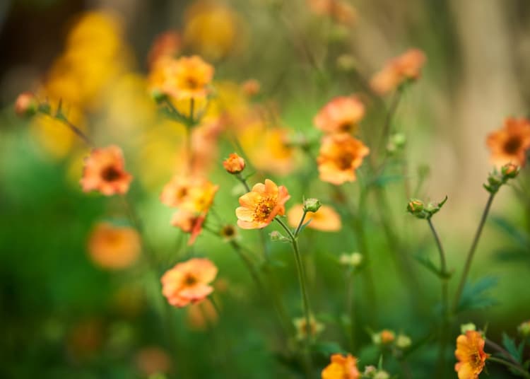 Ảnh thực tế từ sony fe 85mm f1.4 GM tiêu cự 85mm f/1.6 1/1250 ISO 100