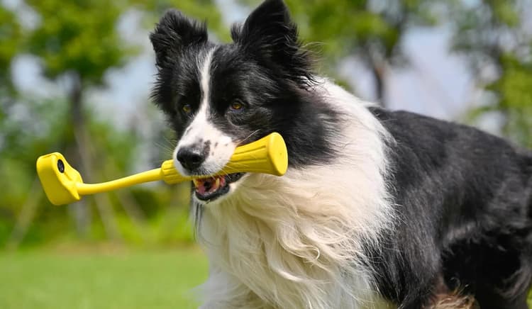 Insta360 GO 3 Fetch Stick ghi hình ở góc nhìn độc đáo