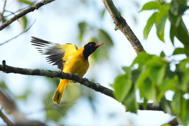Chế độ ổn định hình ảnh 5 trục
