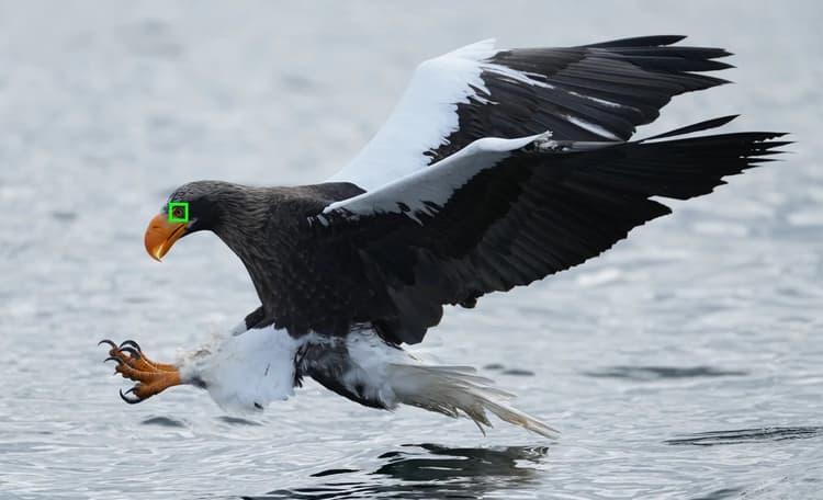 Sony Alpha 1 - Real time Eye AF Bird