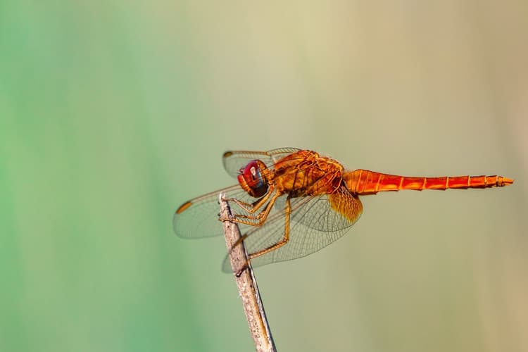 Ảnh thực tế sigma 150-600mm f5-6.3 DG OS HSM Contemporary từ tiêu cự 600mm f/8 1/500 ISO 250