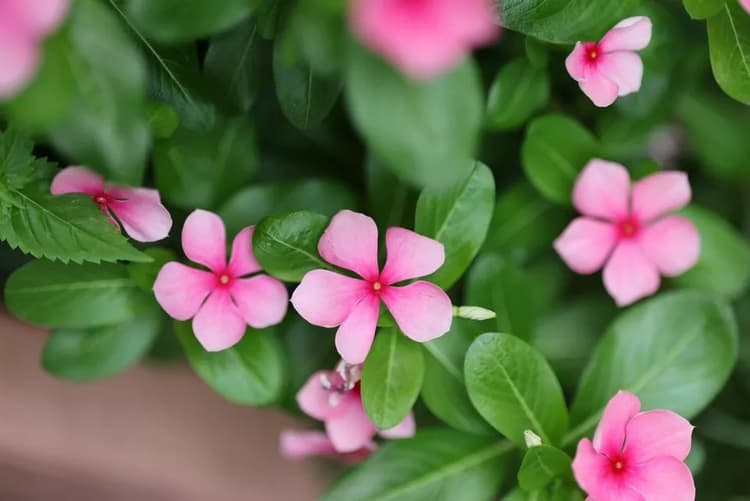 Canon RF 135mm F1.8L IS USM trang bị công nghệ lấy nét Nano USM