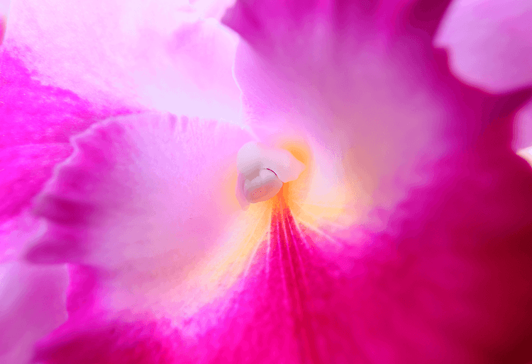 Hình ảnh macro thực tế từ ống kính