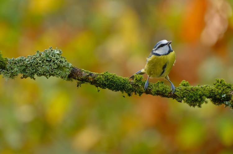 Ảnh thực tế từ tiêu cự 300mm 1/140s f7.1 ISO 160