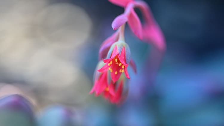 Chế độ Autofocus và giảm rung