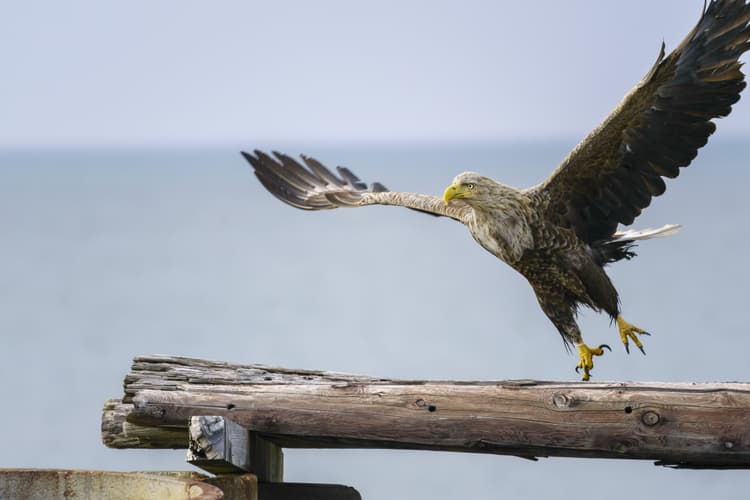 Sigma 100-400 f5-6.3 DG DN HSM picture 1