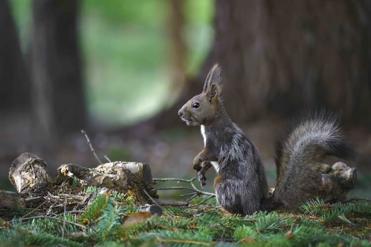 Sigma 100-400 f5-6.3 DG DN HSM picture 2