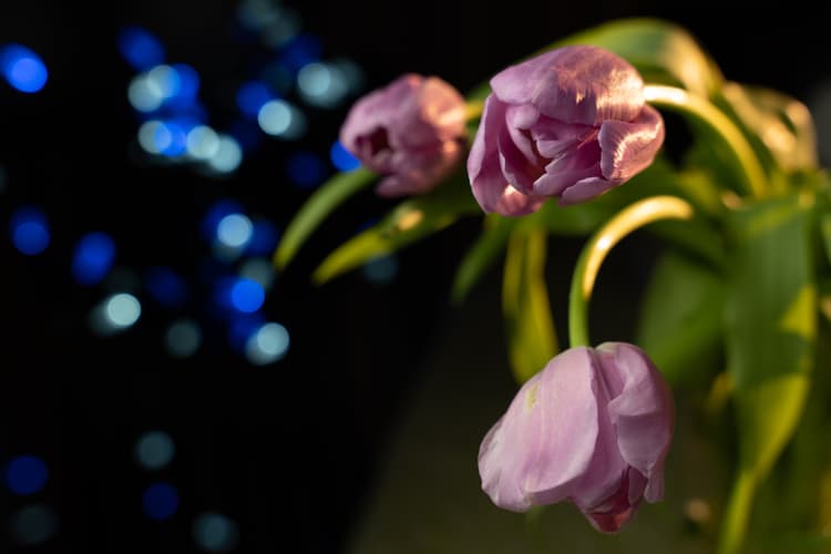 Sigma 24-70mm f2.8 DG DN Art - Hiệu ứng bokeh