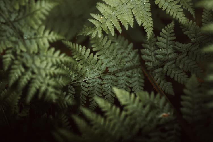 Khẩu độ tối lớn f/1.8, cho khả năng chụp thiếu sáng tốt