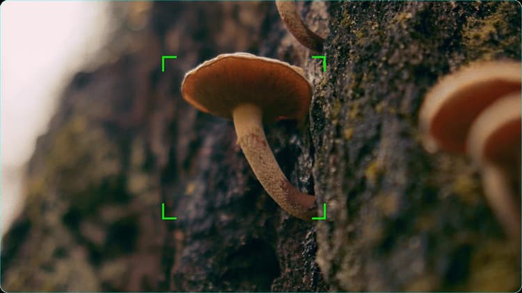 Ống kính SIRUI AF Sniper 33mm F1.2 có thể nhận dạng và lấy nét vật thể dễ dàng với tính năng lấy nét tự động Object Tracking