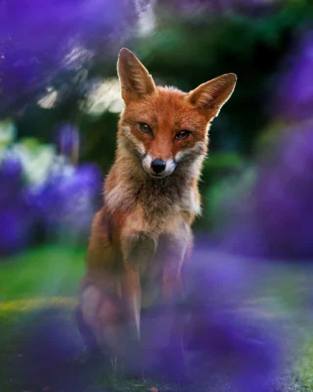 Hạng mục Animal Portraits, Á quân “Through the Lavender”