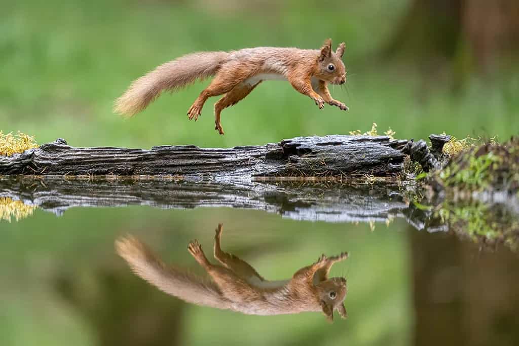 Squirrel Kit - Gary Clements