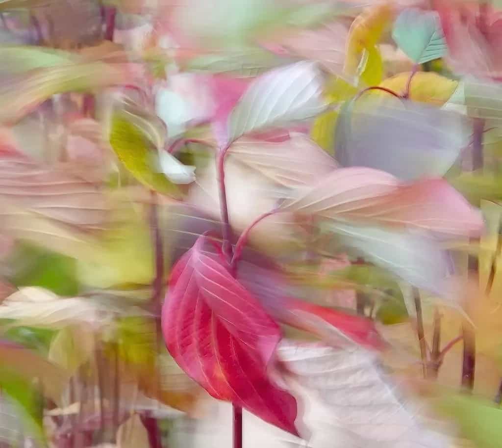 Leaves on a Breezy Day - Sara Williams