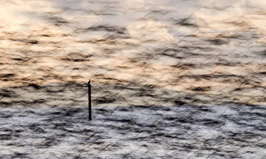 Crosby Birds - Norman Raine
