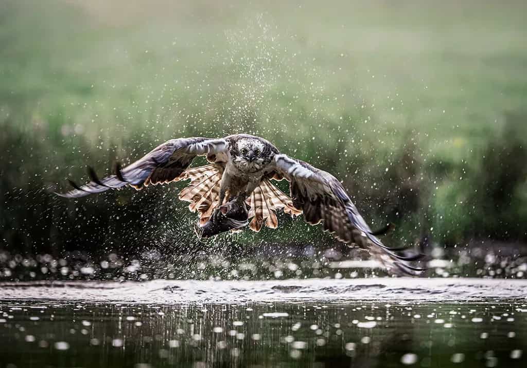 A Surprise Flight - Louise Norris