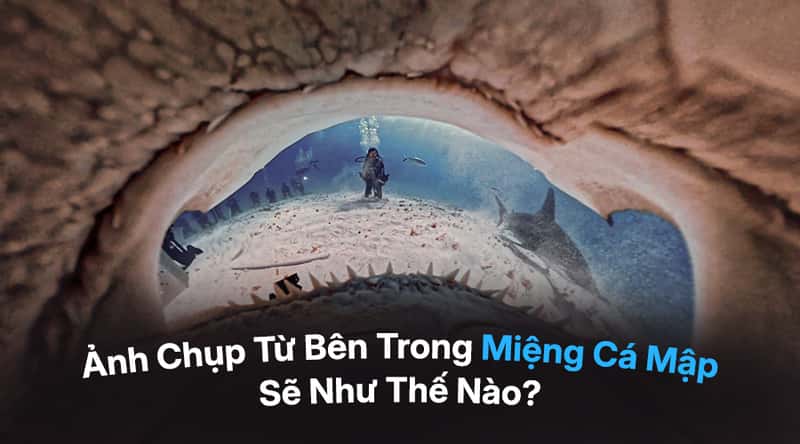 Ảnh Chụp Từ Bên Trong Miệng Cá Mập Sẽ Như Thế Nào?