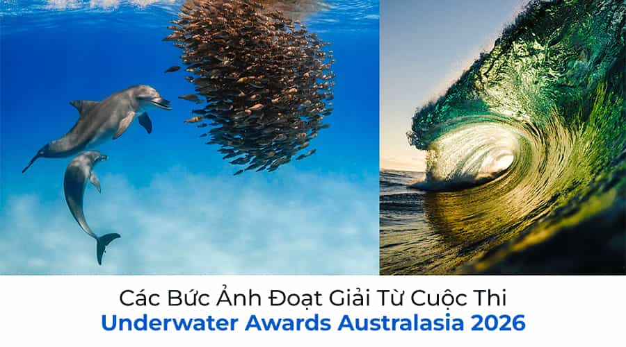 Các Bức Ảnh Đoạt Giải Từ Cuộc Thi Underwater Awards Australasia 2026