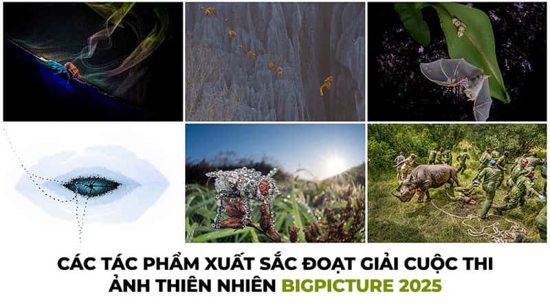 Chiêm Ngưỡng Các Tác Phẩm Đoạt Giải Tại Cuộc Thi Nhiếp Ảnh Thiên Nhiên Bigpicture 2025