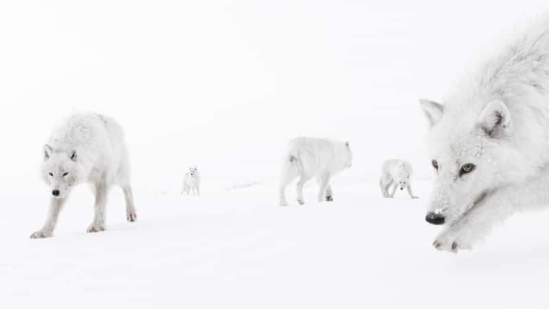 "Part of the Pack" - Bức ảnh thắng giải ở hạng mục Động vật hoang dã trên cạn