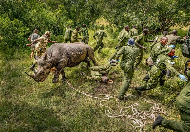 Bức ảnh chiến thắng hạng mục Con người và Thiên nhiên - "Rhino Rebound"