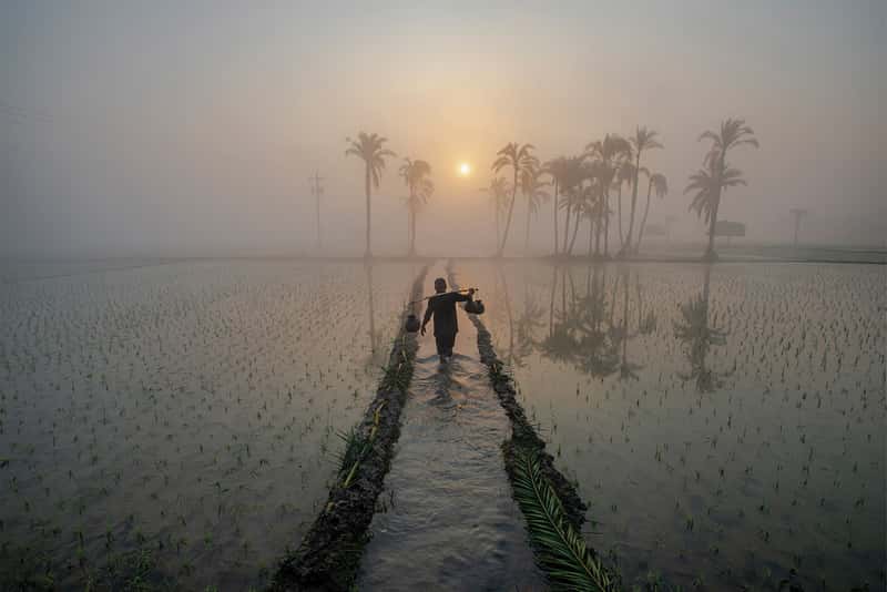Tiêu đề ảnh: Carrying Date Juice