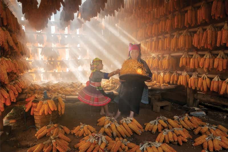 Tiêu đều ảnh: Golden Moments in the Corn House