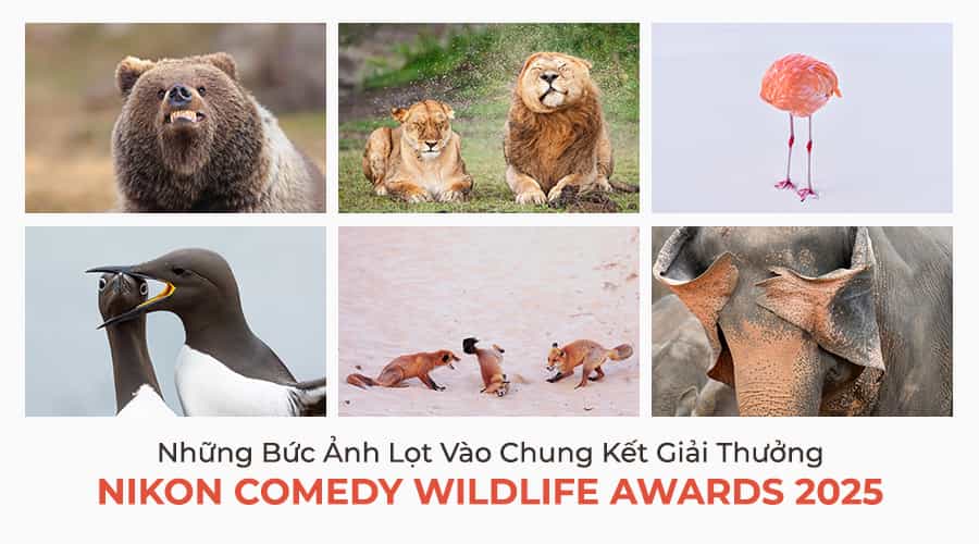 Giải Thưởng Nikon Comedy Wildlife Awards 2025 : Cợt Nhả Cùng Thiên Nhiên