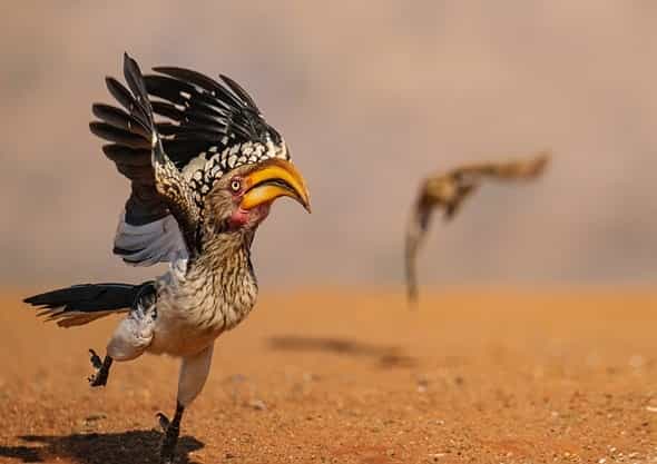 giai-thuong-nikon-comedy-wildlife-awards-2025-11