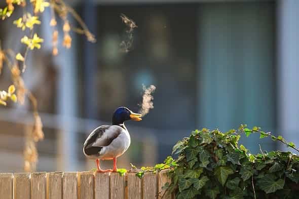 Bức ảnh “Outdoor smoking zone”