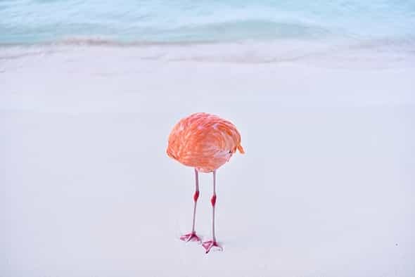 Bức ảnh “Flamingone”