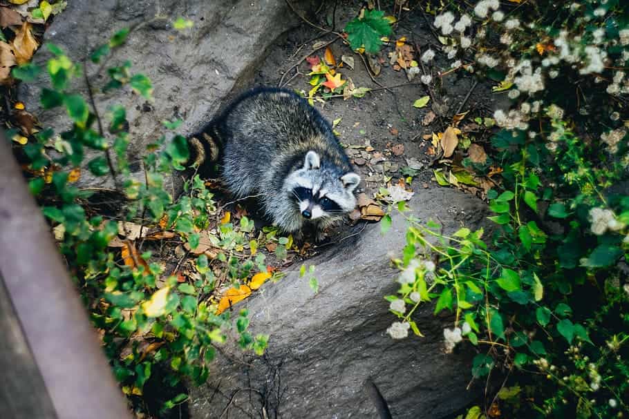 High Angle Shot