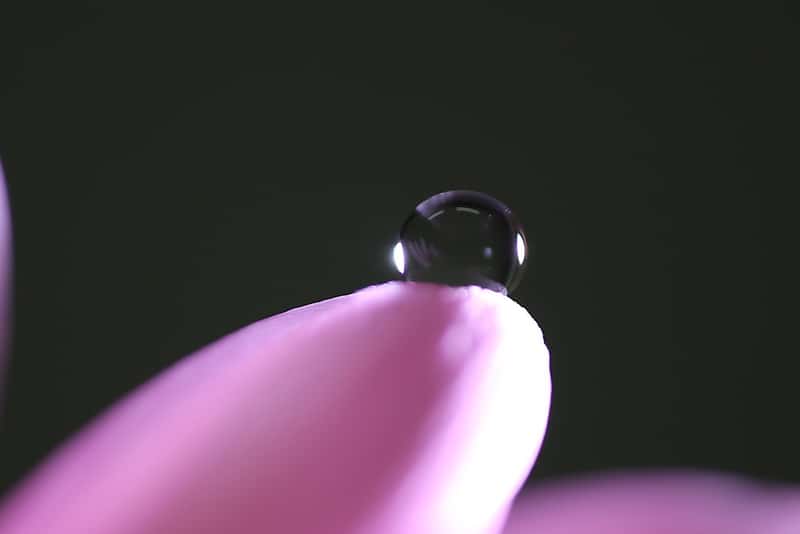 Sử dụng đèn flash khi chụp macro trong nhà thiếu sáng
