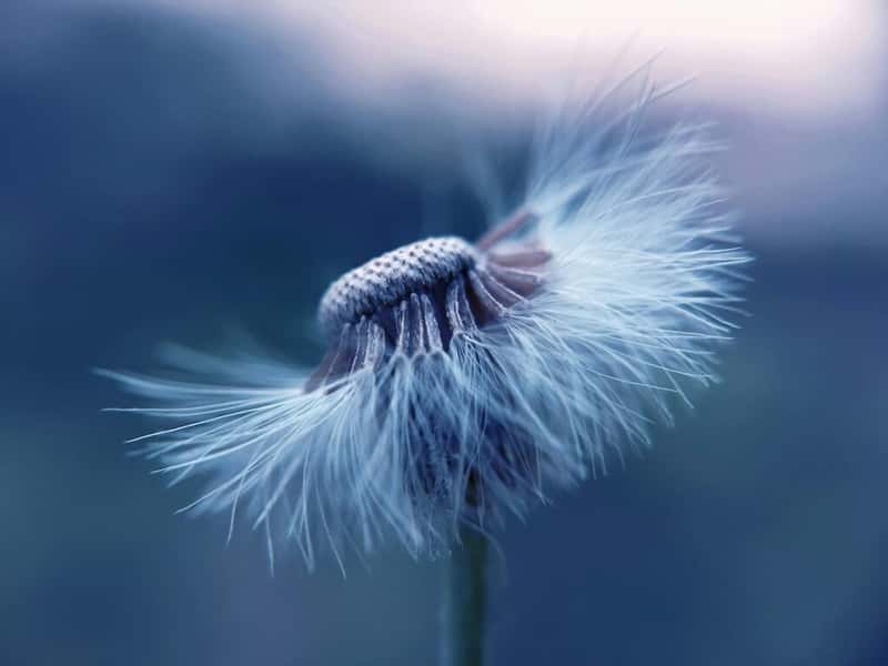 close-up photography chỉ việc chụp chủ thể ở khoảng cách gần