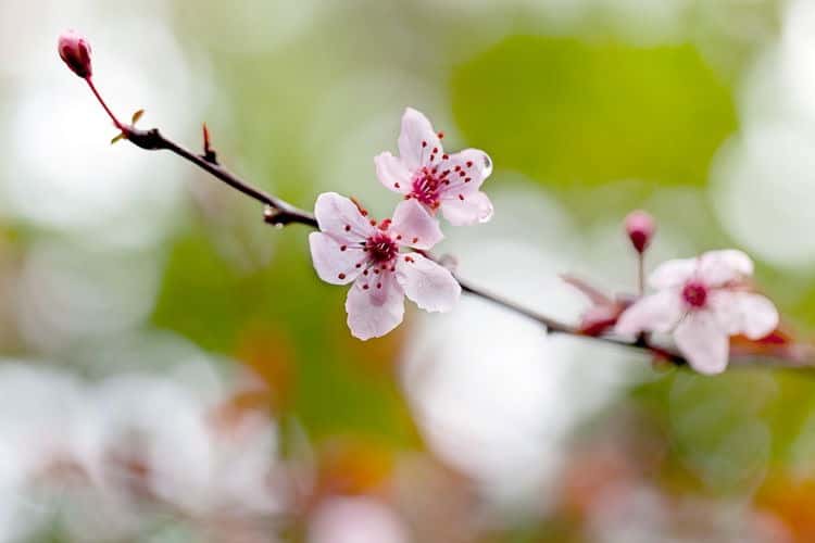 Chụp ảnh macro cần tỷ lệ phóng đại 1:1