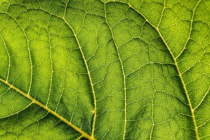Cách kiểm soát hậu cảnh khi chụp macro cho người mới bắt đầu