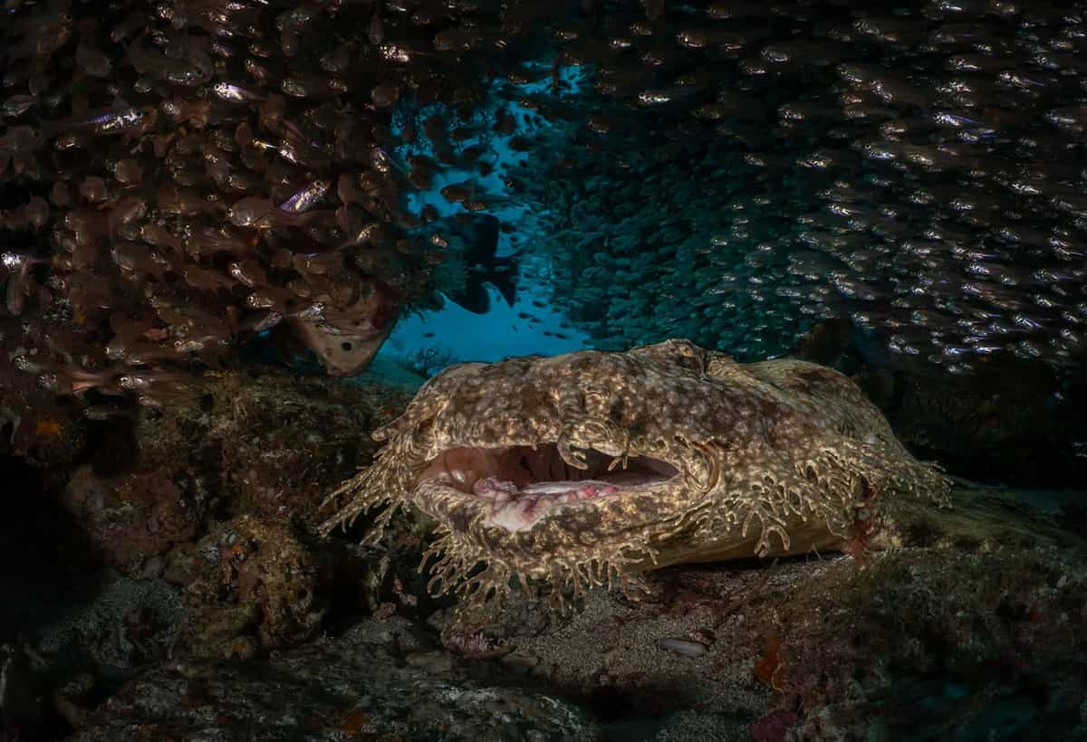 Cá mập thảm Wobbegong, Raja Ampat, Indonesia