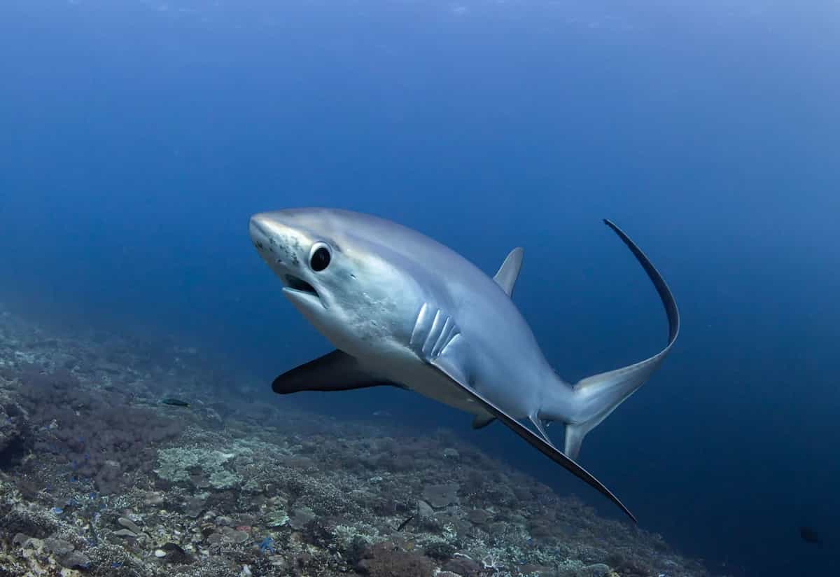 Á quân hạng mục Oceanics Programme - László Fö ldi