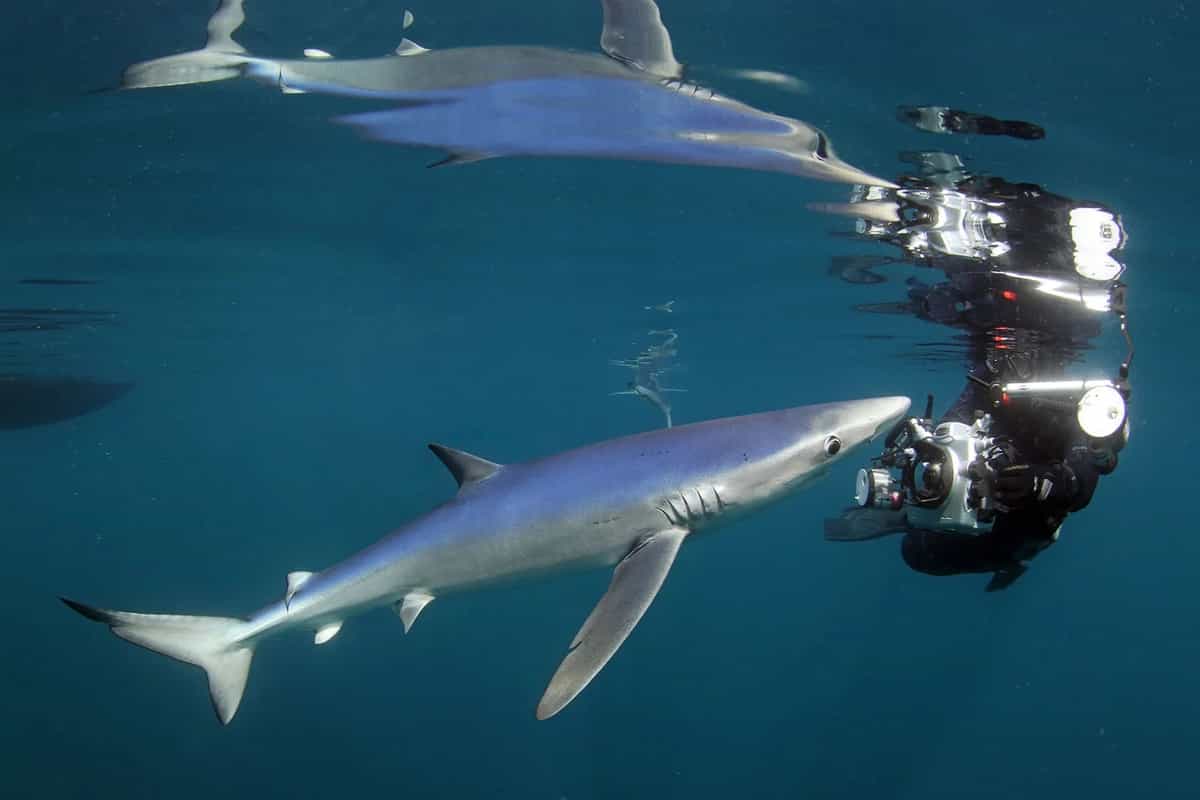 Bức ảnh chiến thắng hạng mục Living with Sharks